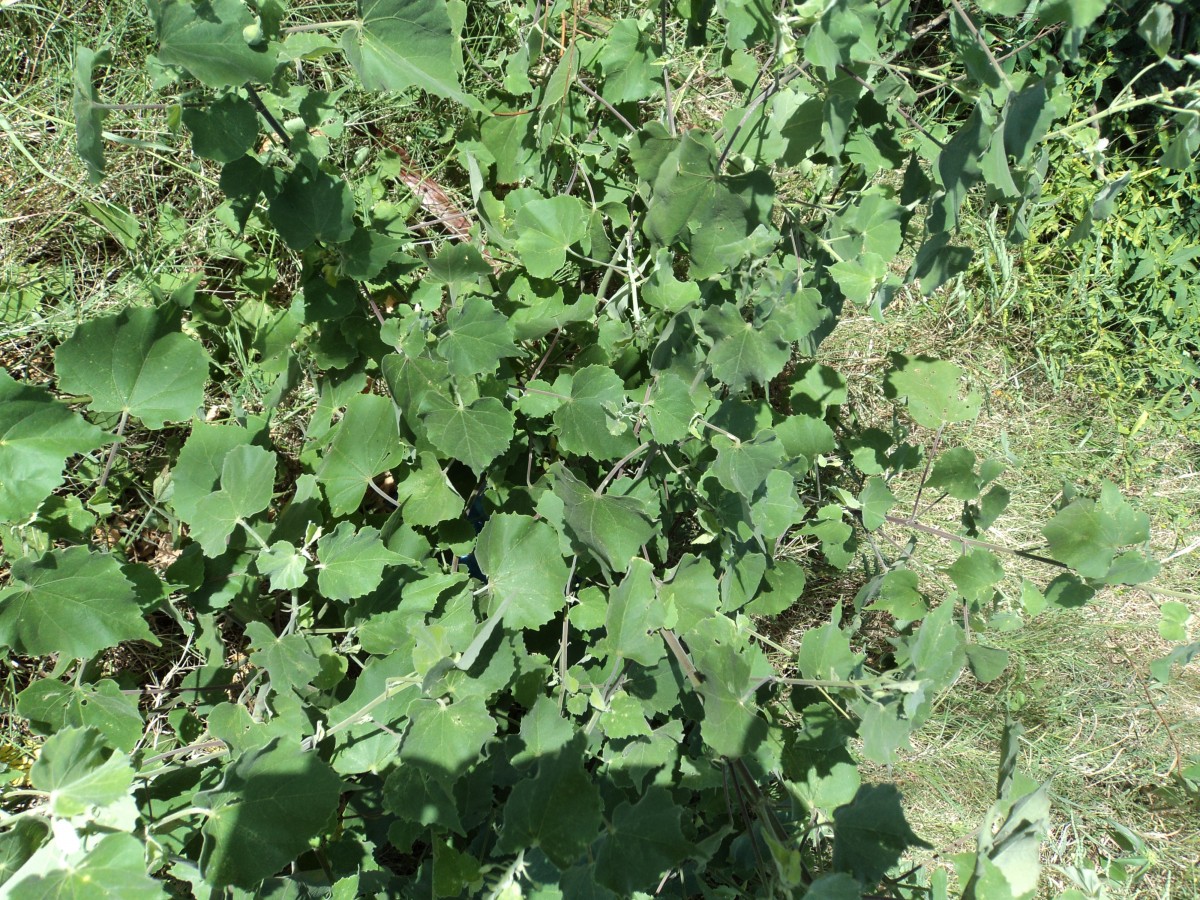 Abutilon indicum (L.) Sweet